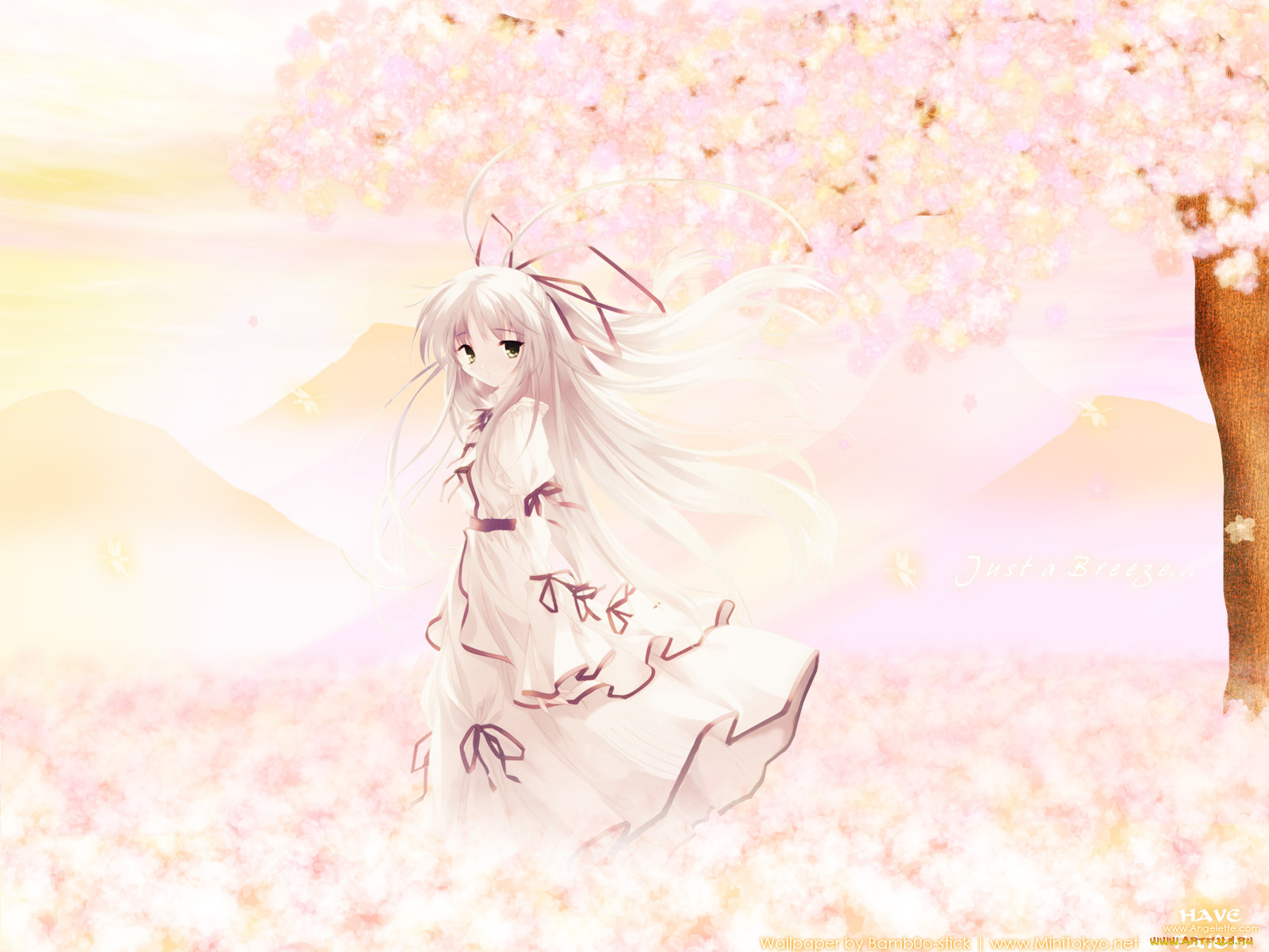 , lotus